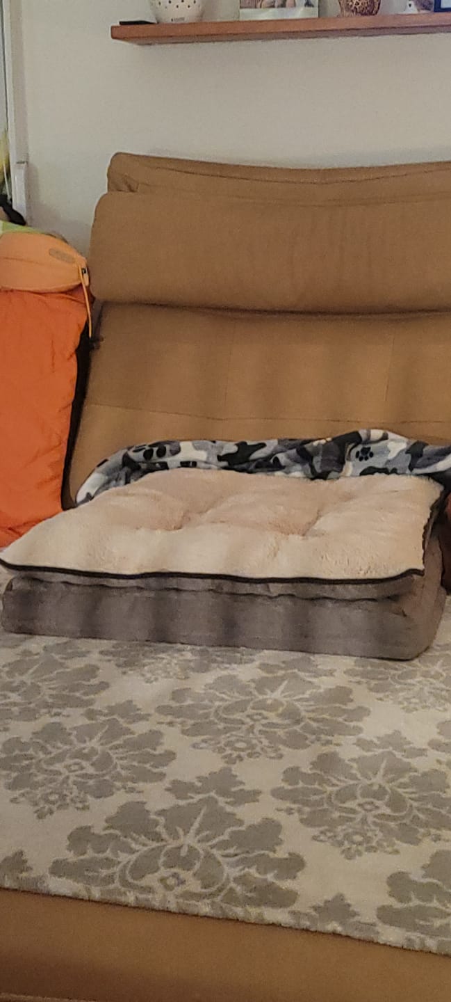 Customer photo review of Orthopädisches Hundekissen "Easy"