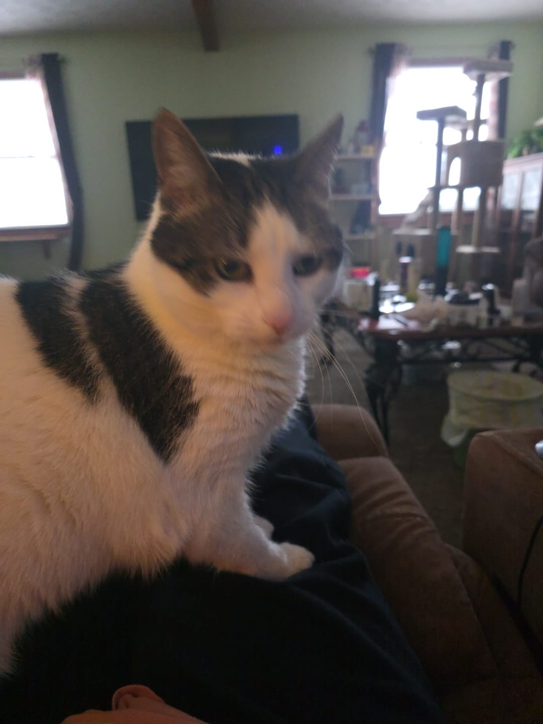 Customer photo review of Cat UTI & Kidney Support Remedy