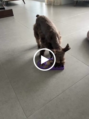 Customer video review of FreezPaw Mat -  Calming Slow Feeder