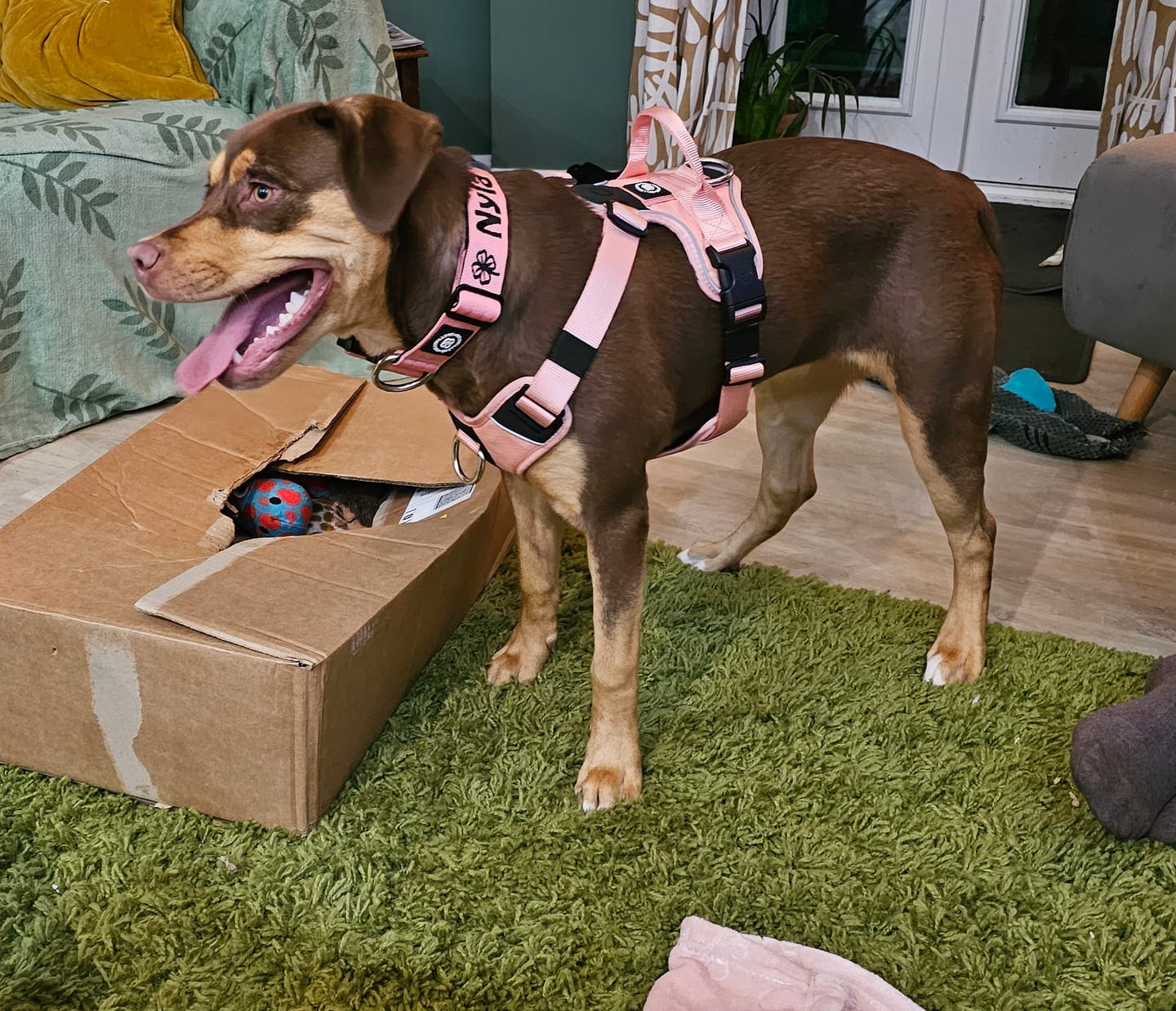Customer photo review of 4cm Combat® Collar | Rated Clip - NO HANDLE - Pink