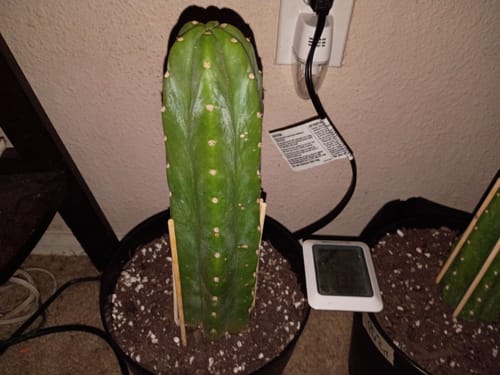 Customer photo review of Imperfect Trichocereus Pachanoi | Imperfect San Pedro Cactus