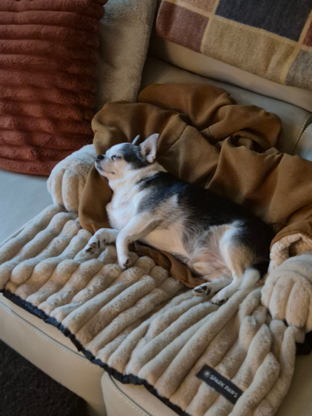 Customer photo review of Luxury Couch Cover Dog Bed - Beige