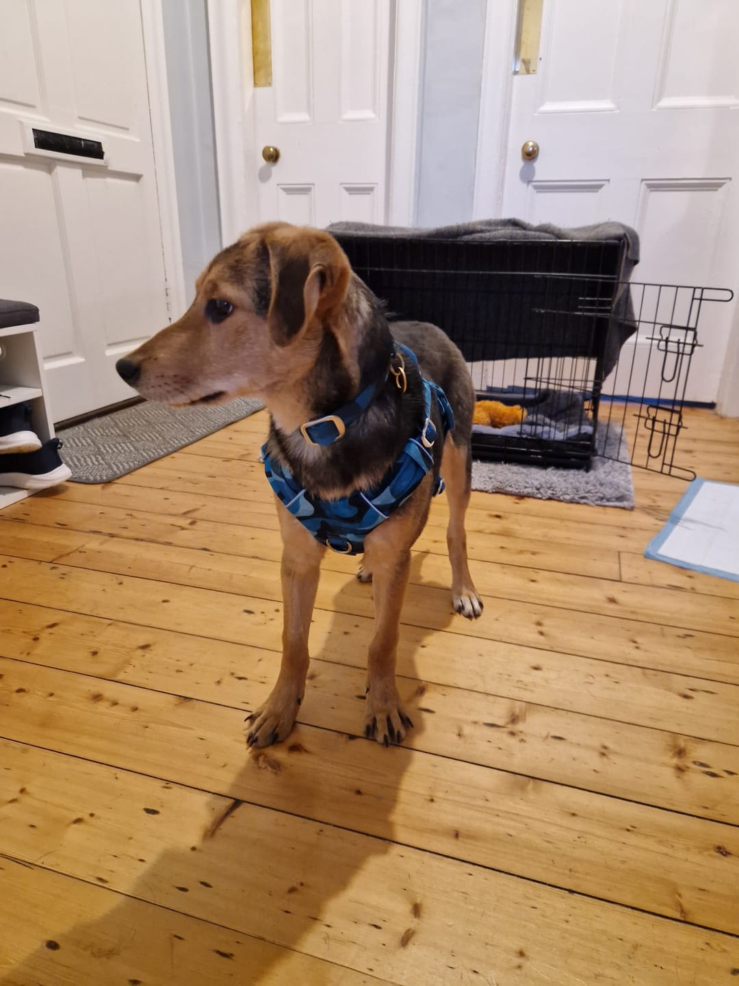 Customer photo review of Comfort Collar