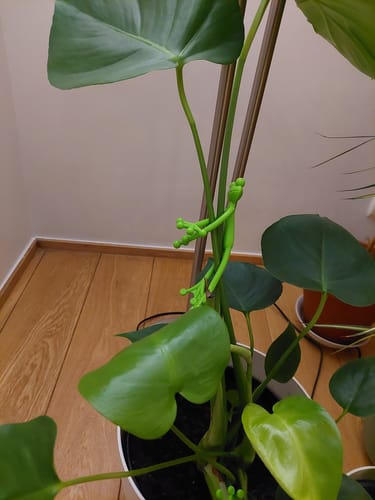 Customer photo review of Mamie-Frog® - Tuteur décoratif