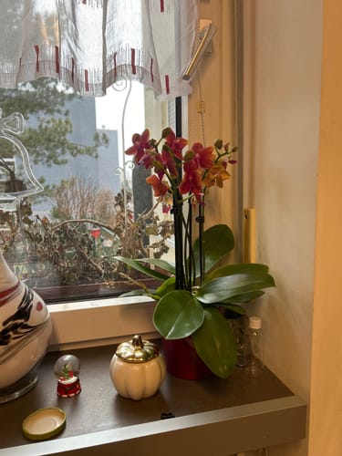 Ein Kunde zeigt seine Dame Etna Orchidee mit orange-gelben Blüten in einem roten Topf auf einer Fensterbank.