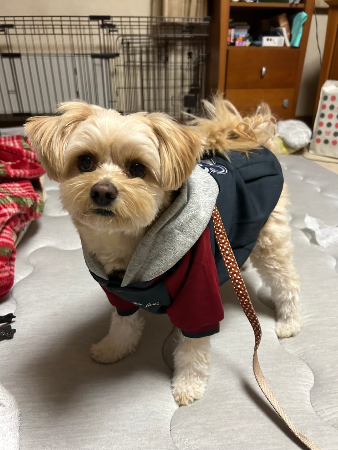 Customer photo review of Dog Varsity Jacket - Grey Red