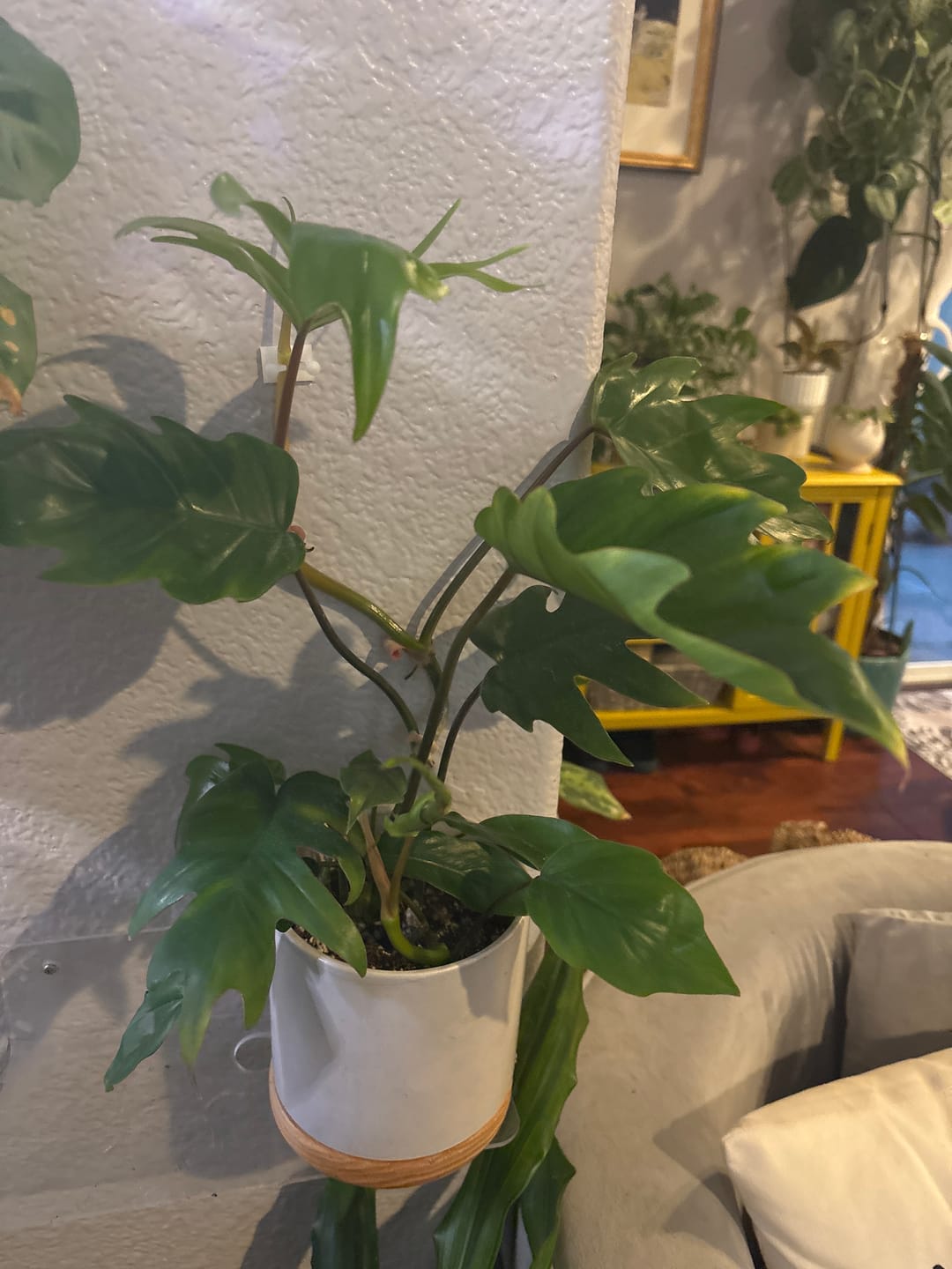 Customer photo review of Philodendron mayoi