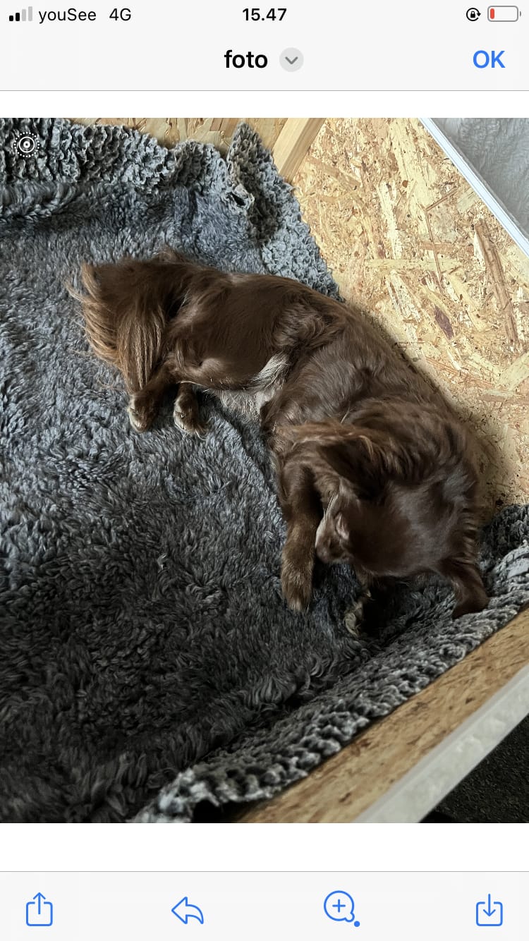 Customer photo review of Active Canis Vetbed, Grå