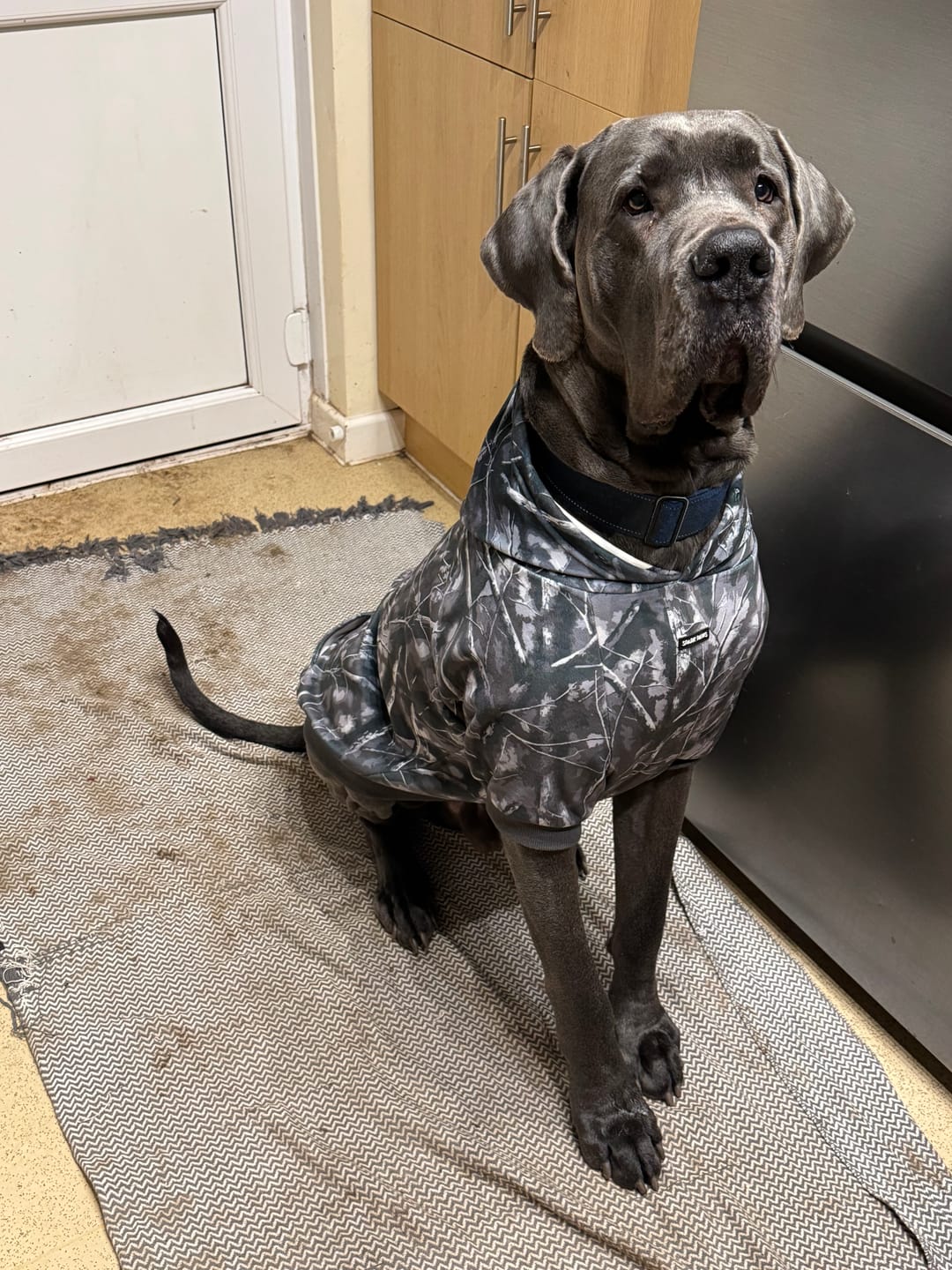 Customer photo review of Concrete Wood Dog Hoodie - Asphalt