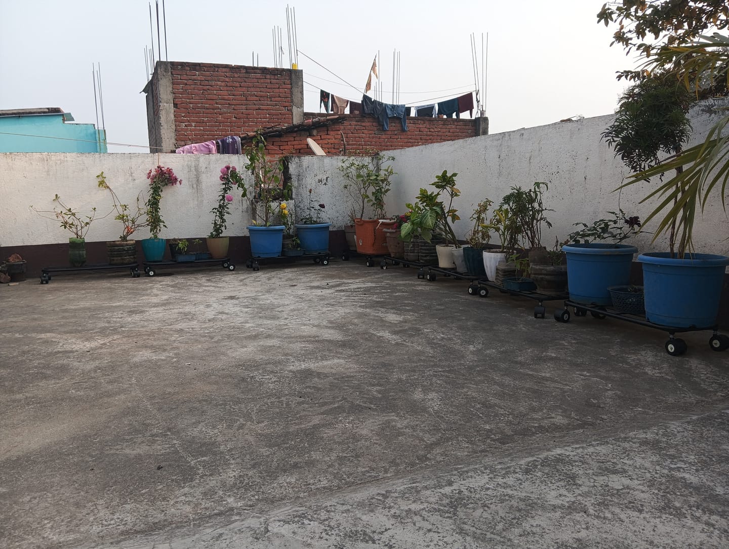 Customer photo review of TryGreen Ivy Wheel Rolling Plant Stand for Planters