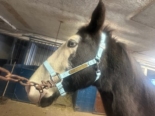 Customer photo review of Personalized Halter - Preorder