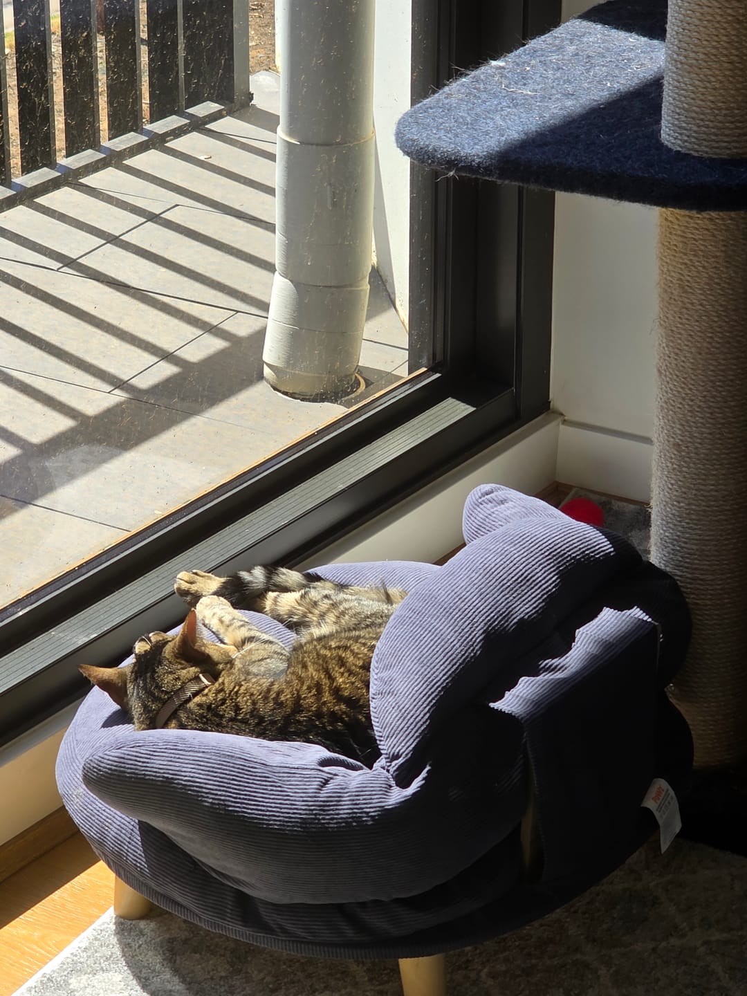 Customer photo review of CloudNest Elevated Pet Sofa Bed