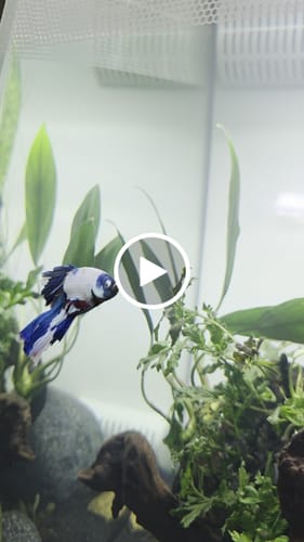 Customer video review of Nemo Halfmoon Male Betta Fish | Order Directly From Farm | You Pick Fish