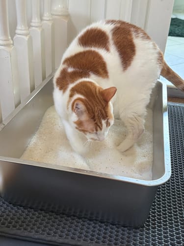 Customer photo review of 3 Month Supply - 3 Cat