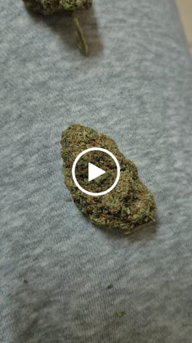 Customer video review of Miracle Alien Cookies (CALI) THCA Flower