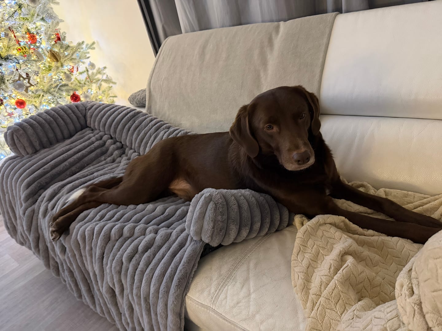 Customer photo review of Luxury Couch Cover Dog Beds