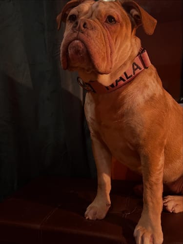 Customer's bulldog sitting while wearing the pink Combat® Collar with 'NALA' embroidered on it.