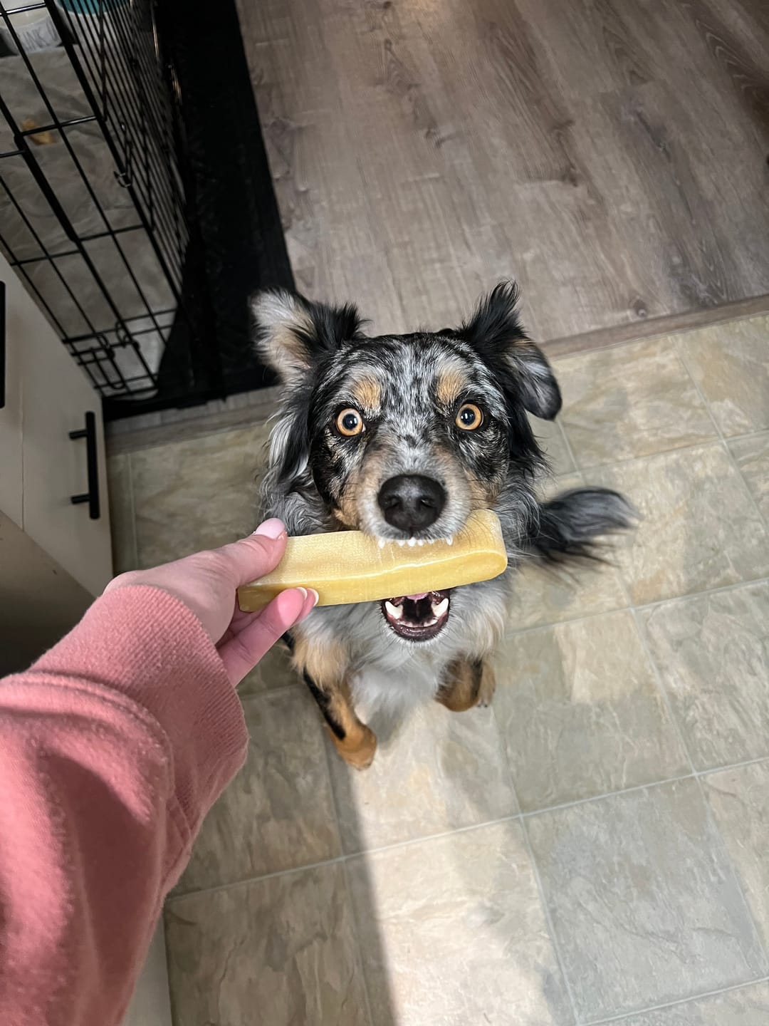 Customer photo review of Himalayan Yak Chew (MEDIUM)