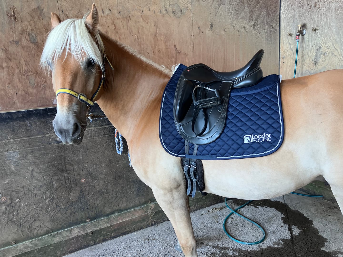 Customer photo review of LE Performance Dressage Saddle Pad with Shims