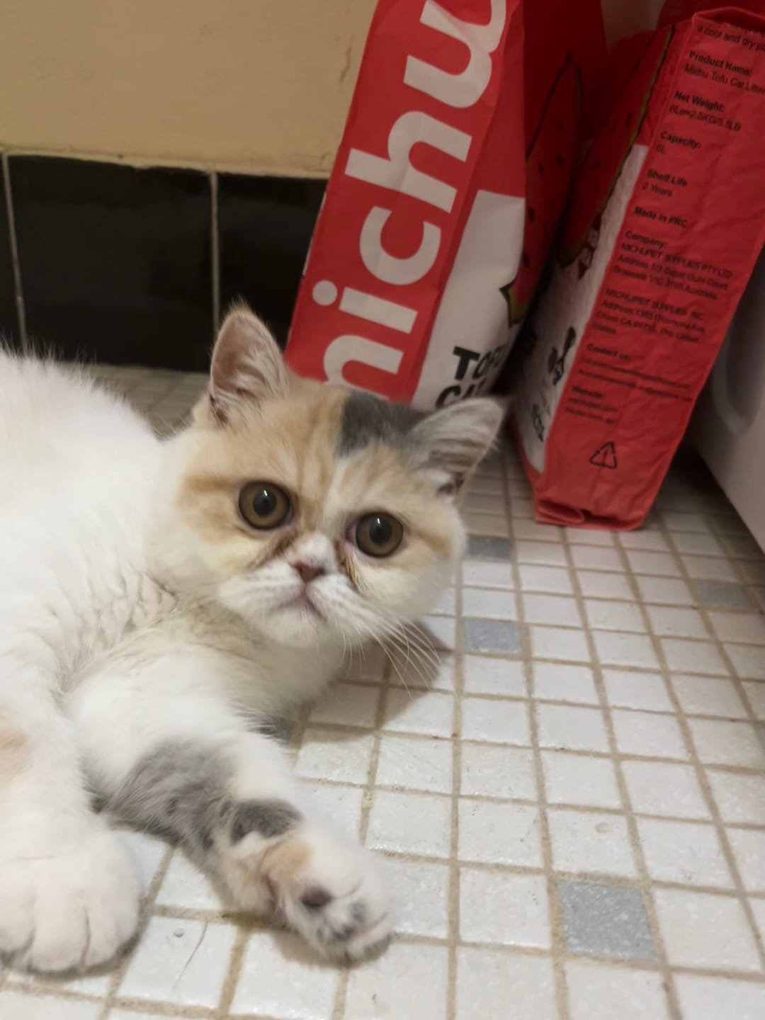 Customer photo review of Michu Tofu Cat Litter Gen3 6L- Dust-Free and Natural Clumping Tofu-Based Formula for Easy Cleanup