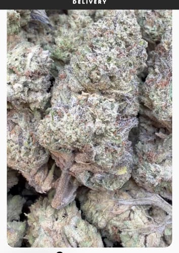 Customer photo review of White Nerds - Bulk - Hybrid