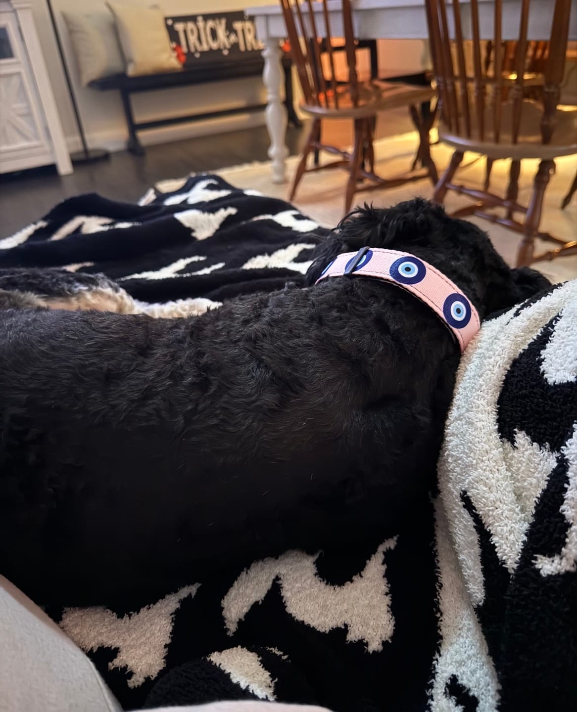Customer photo review of Evil Eye Dog Leash and Collar Set - Pink