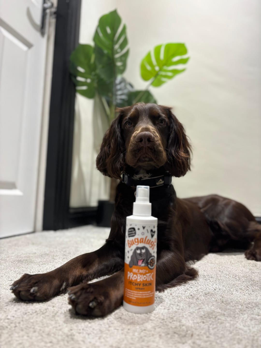 Customer photo review of Pre, Post + Probiotic Itchy Skin Spray for Dogs