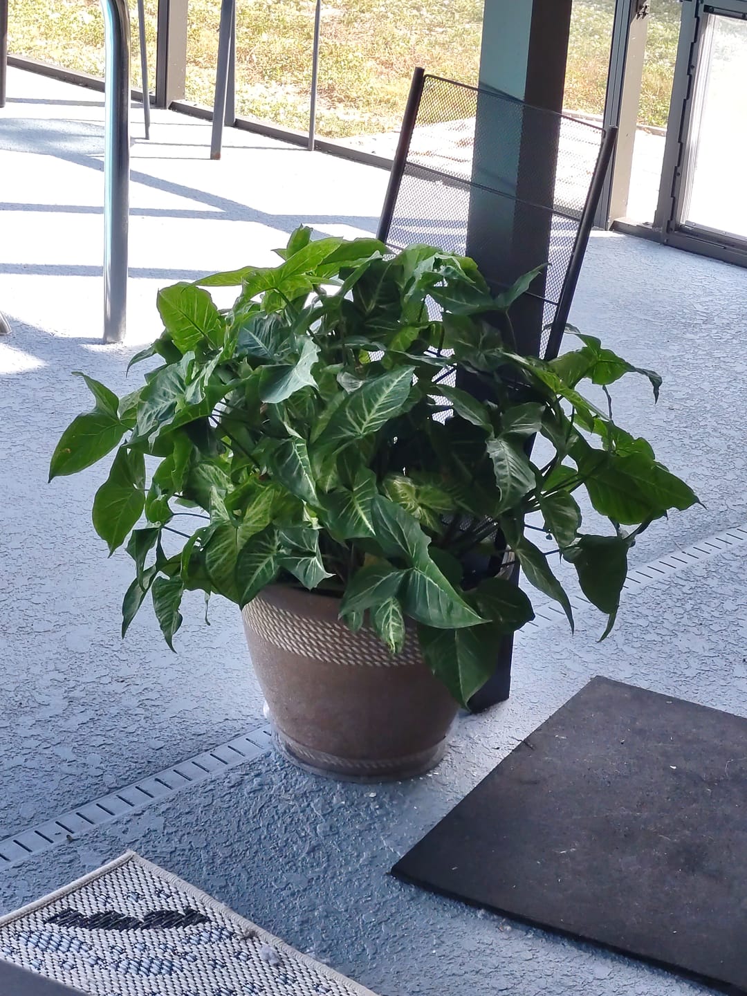 Customer photo review of Leaf Cleanse