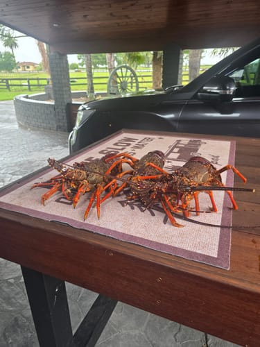 Customer photo review of Live NZ Red Crayfish