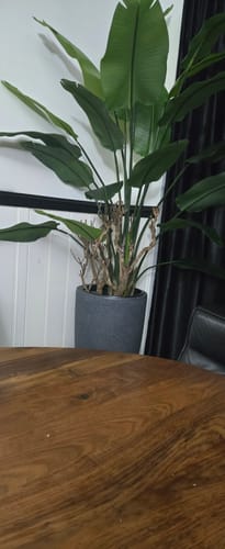Customer photo review of Strelitzia Kunstplant 180cm