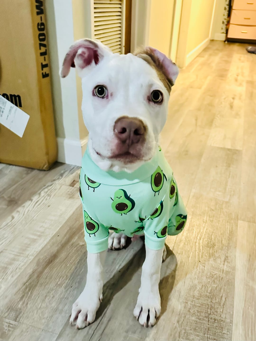 Customer photo review of Dog Pajama - Avocado