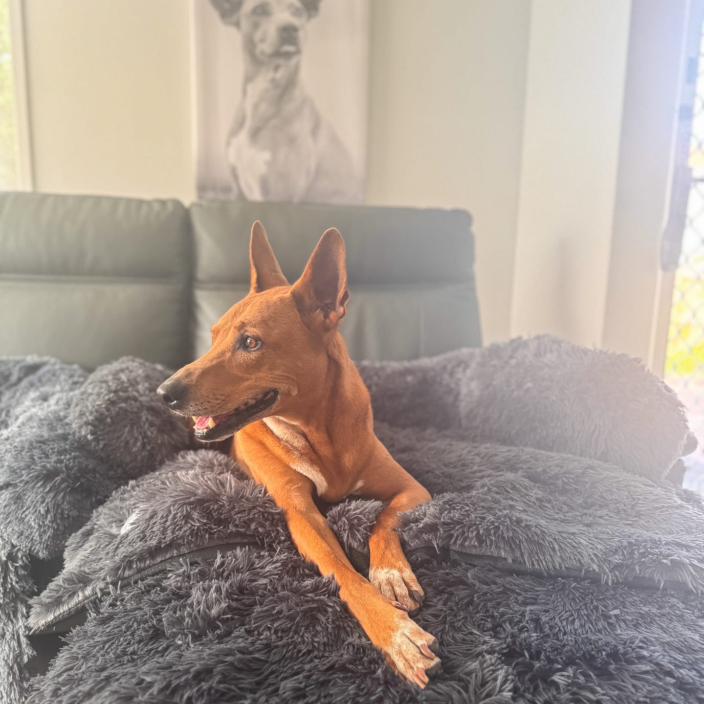 Customer photo review of Calming Couch Bed
