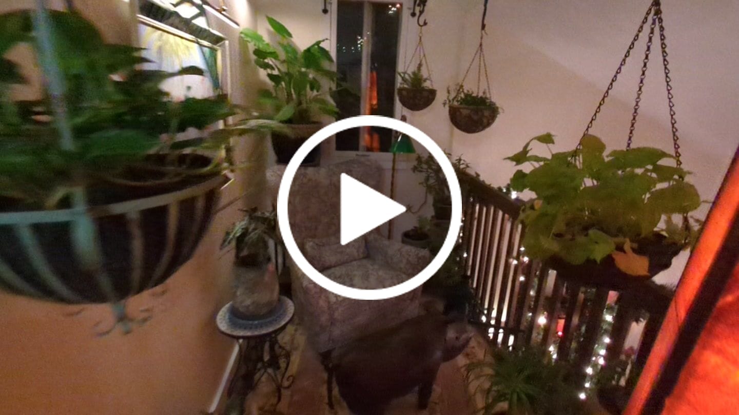Customer video review of Framed Turner Flamingo Mirror Art | 1950s Mint Print | Acrylic Glazing | Frame with Minimal Wear
