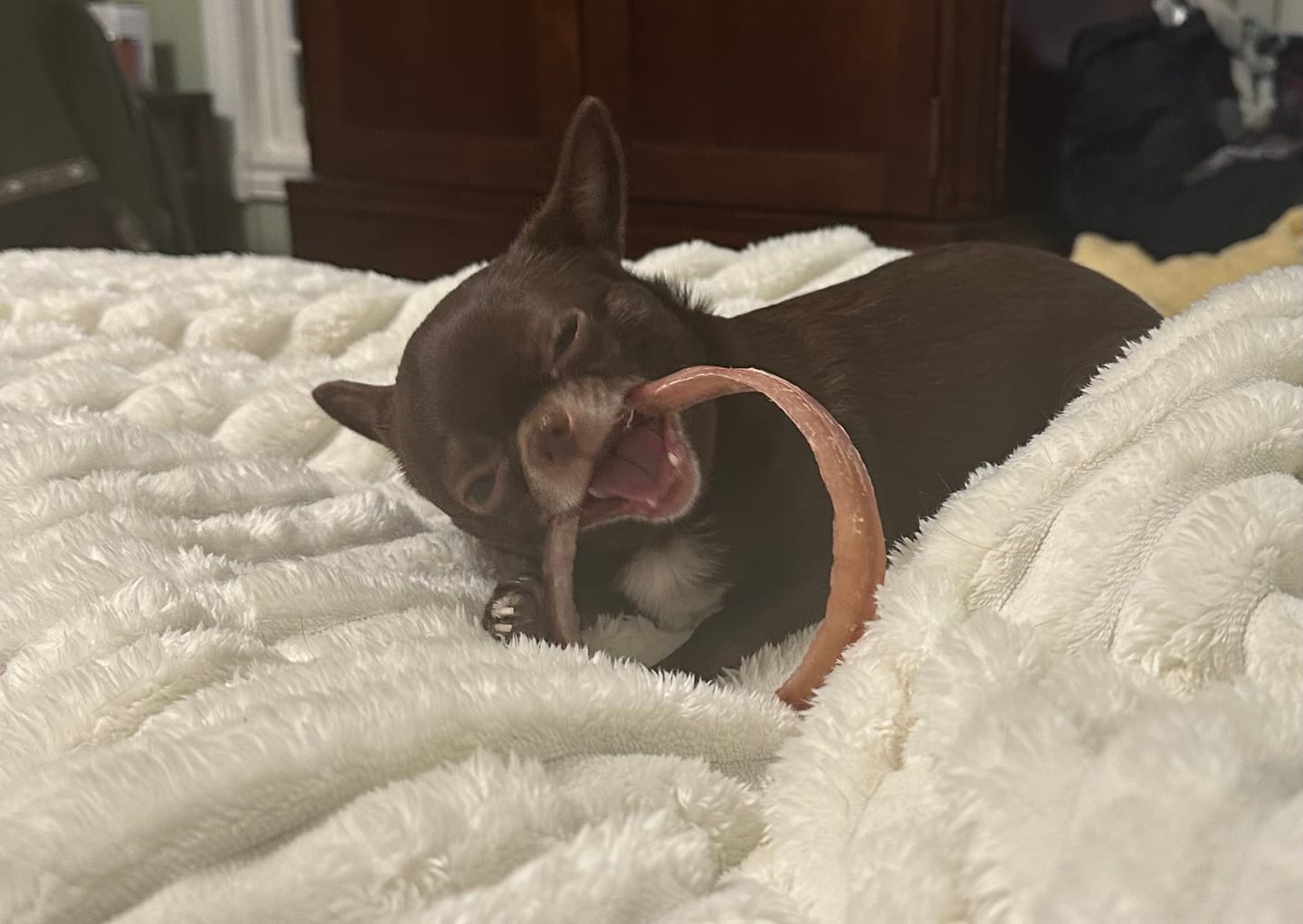 Customer photo review of Large Bully Stick Ring