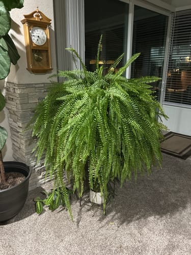 Customer's large, lush fern on an enclosed patio, shown thriving after using the Plant Food.