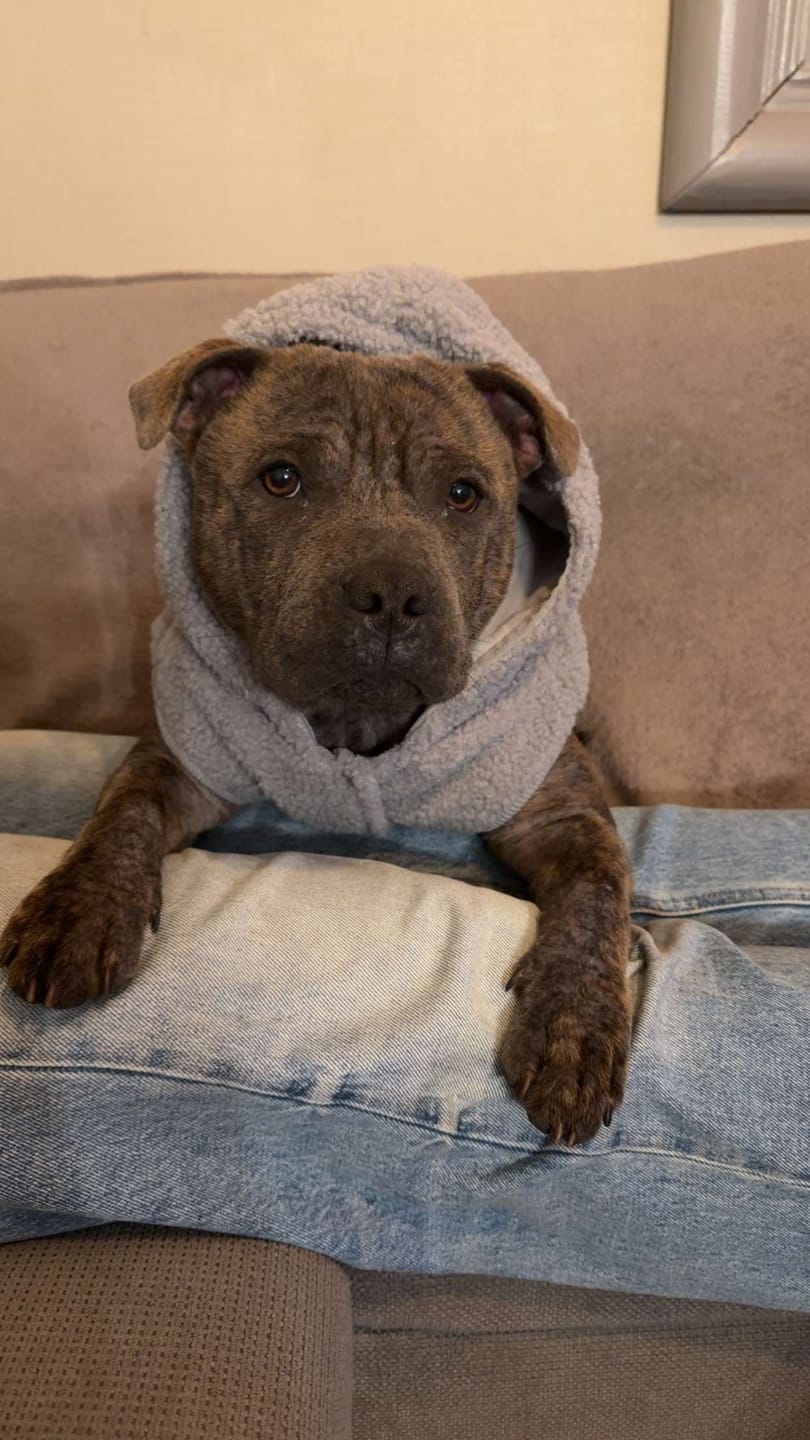 Customer photo review of Teddy Sherpa Dog Jackets