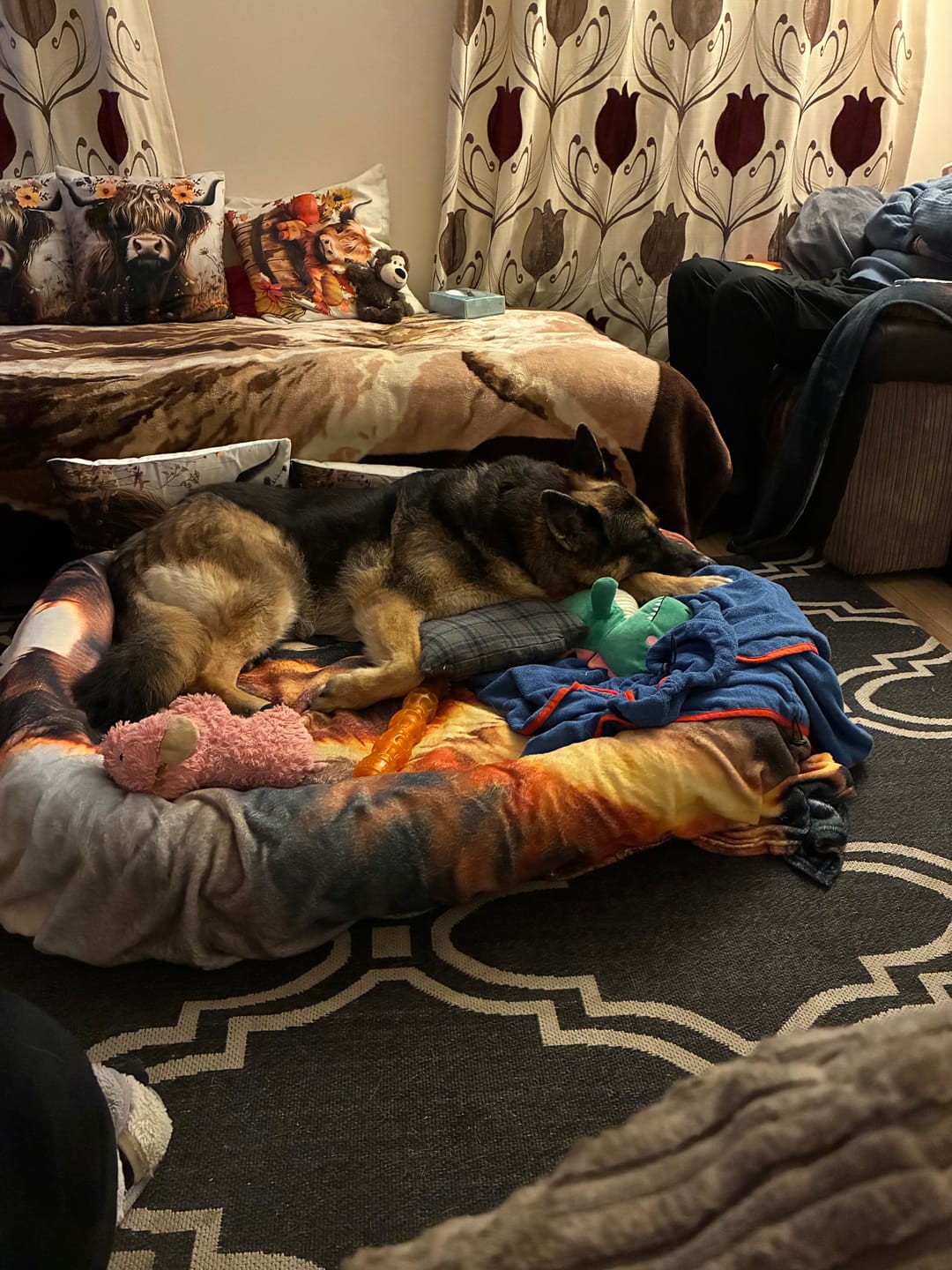 Customer photo review of Dog Duo Pack