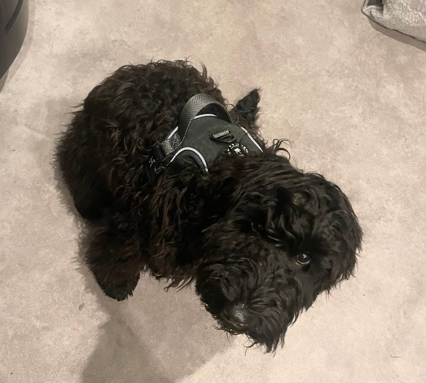 Customer photo review of Trail & Glow Tweed Dog Harness - Forest Tweed