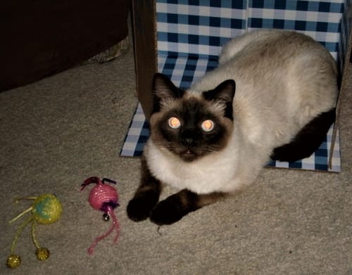 Customer photo review of 3x Blisso Advanced Cat Probiotic