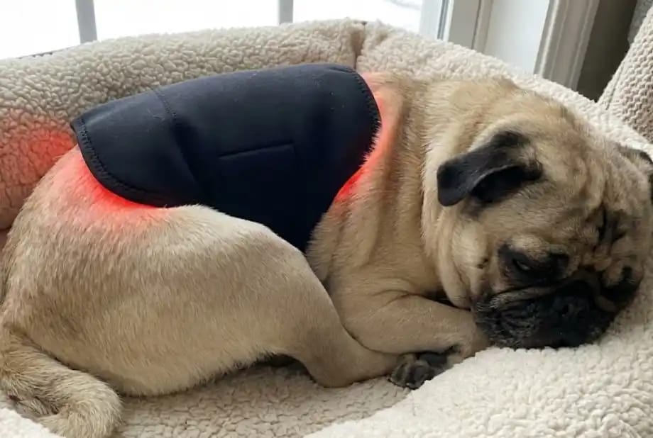 Customer photo review of Vetalux™ Red Light Pad Alivio Articular sin Fármacos