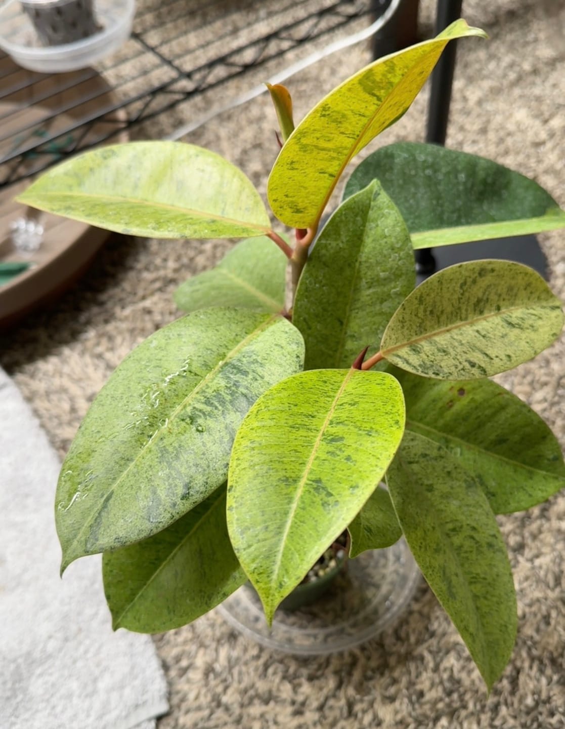 Customer photo review of Ficus elastica 'Shivereana'