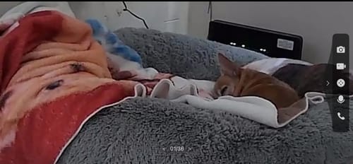 Cliente muestra a su perro pequeño durmiendo en la mullida Cama Antiestrés gris.