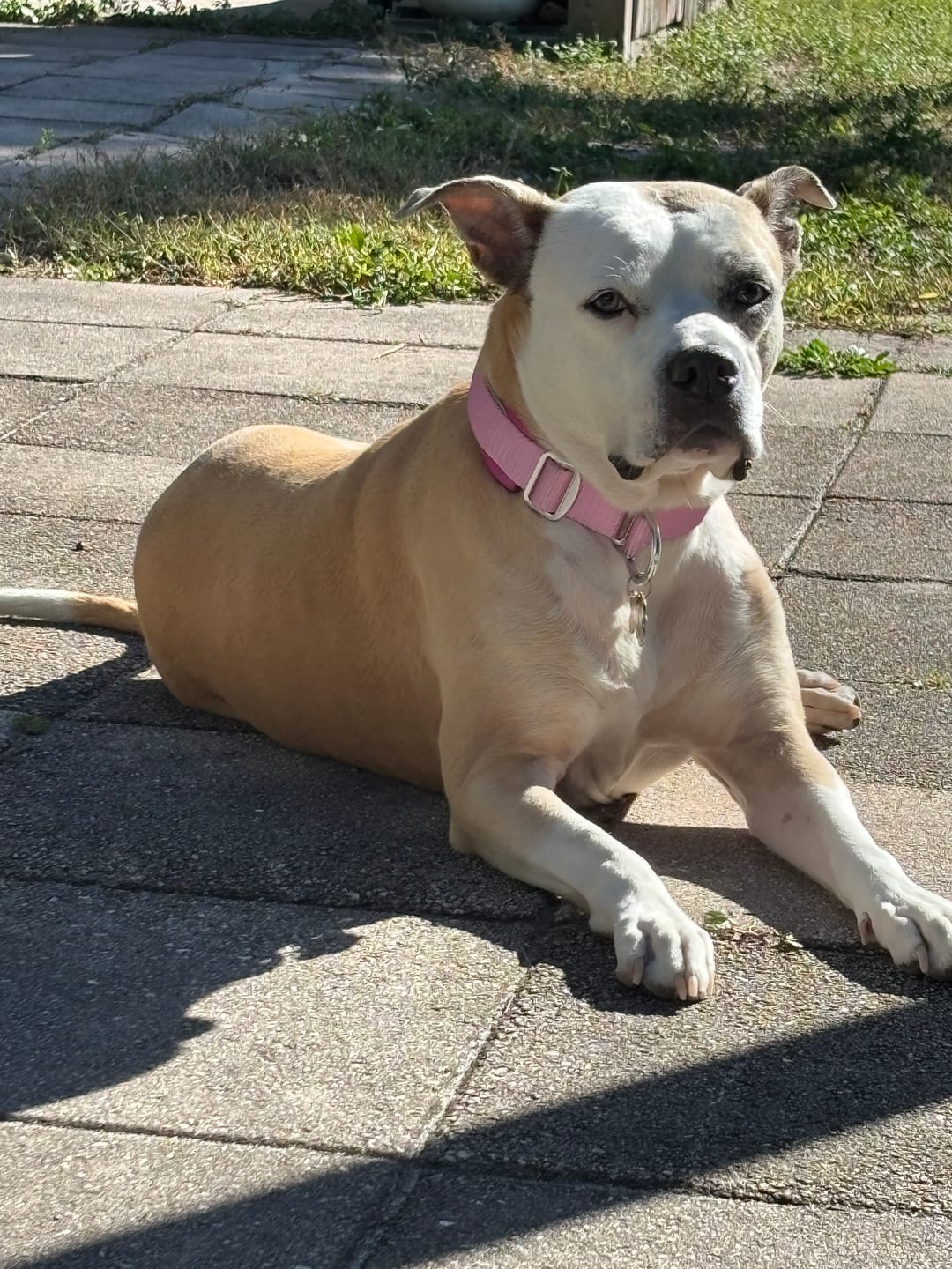 Customer photo review of Cushioned Martingale Collar - Pink