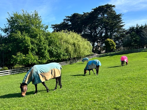 Customer photo review of NZ Tack WaterProof Mesh CrossOver Combo Pink