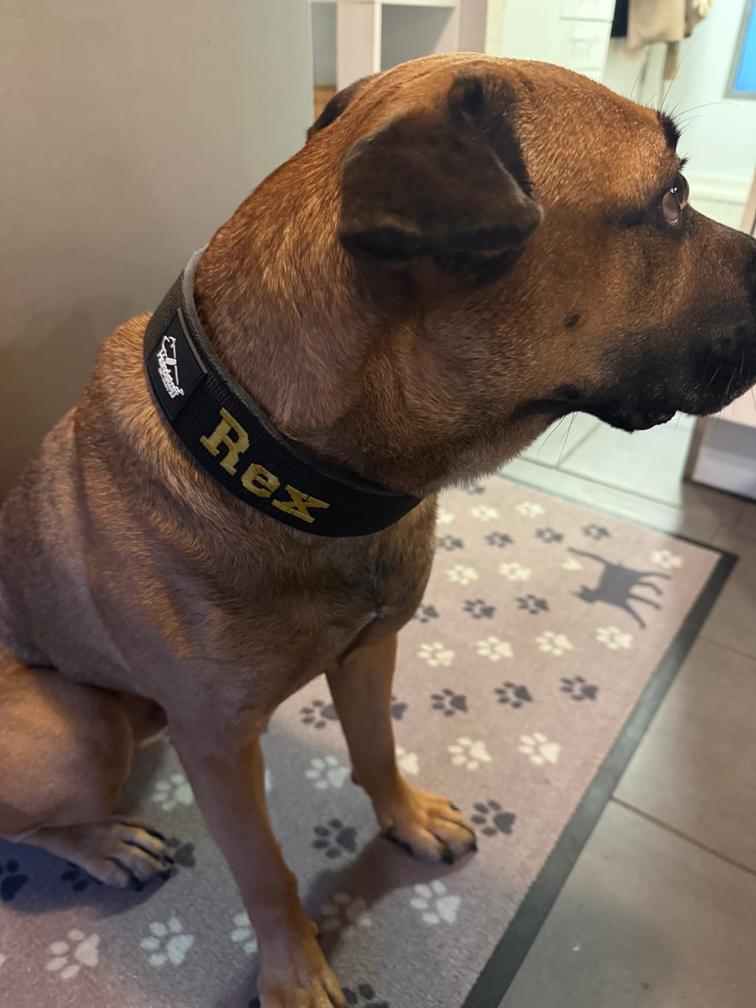 Customer photo review of Helstryp halsband med namn
