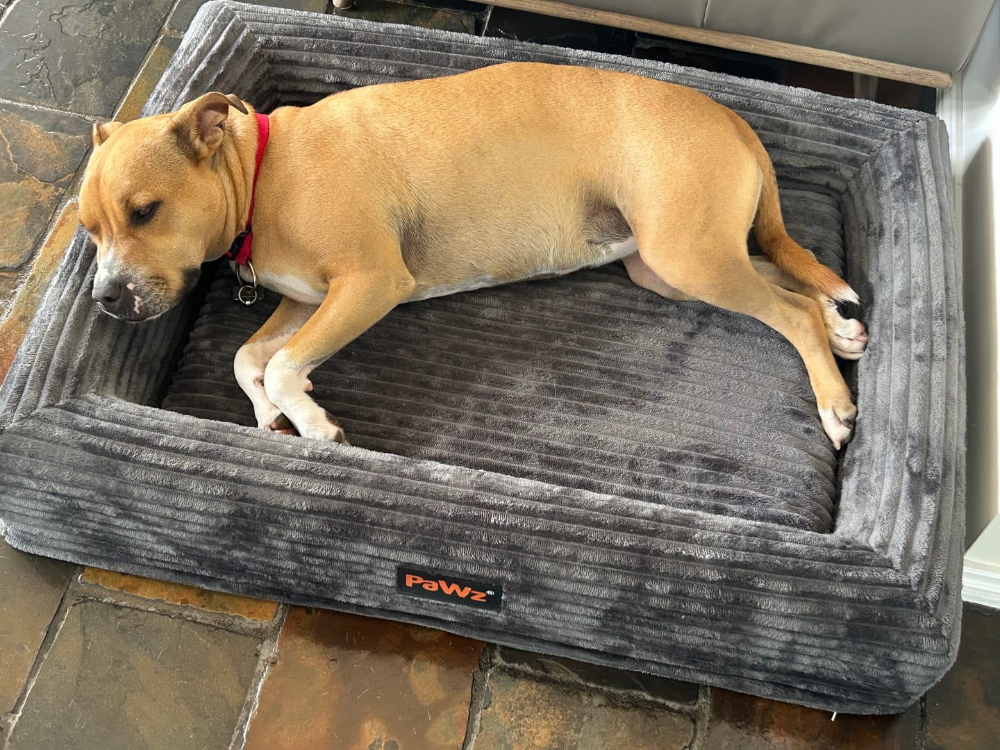 Customer photo review of Orthopaedic Dog Bed – Waterproof & Washable