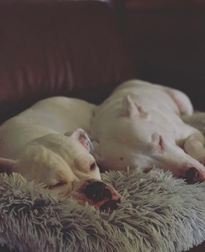 Customer photo review of Bugsy's Air-Dried Kangaroo