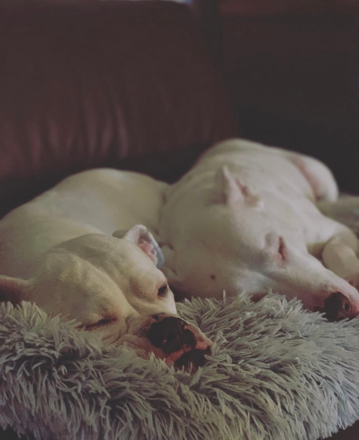 Customer photo review of Bugsy's Air-Dried Kangaroo