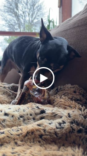 Customer video review of Large Ostrich Knuckle (5.5" x 5"): The Ultimate Chew for Moderate & Power Chewers