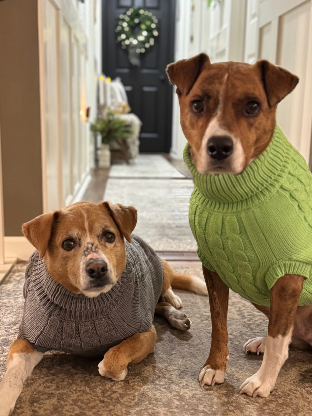 Customer photo review of Cable Knit Dog Sweater - Mint Green